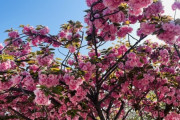 ワイ札幌、遅い桜を満喫する