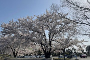 桜満開でワロタｗｗｗ（※画像あり）