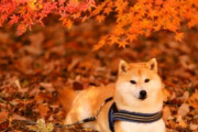 【画像多め】柴イッヌさん、秋のお散歩を楽しむ…これは紅葉狩りーヌwwww【神スレ】