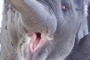 【マーラ】鼻の穴に指を突っ込まれることが好きなゾウが話題に