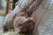 【ねこ画像】人間用ベッドの上でごろごろ、人間の脚の上でもごろごろ、赤ちゃんねこおやすみタイム　ほか