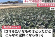 【朗報】キャベツを盗んだ中国人「ゴミみたいなのしか取ってないから泥棒じゃない」検察「たしかに」→不起訴へ