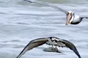 【動画】空中で食べ物を奪おうとするペリカンｗｗｗｗｗｗｗ