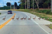 水鳥の群れが道路を渡るのをほのぼの見守っていたら、開かずの踏切レベルに長かった！