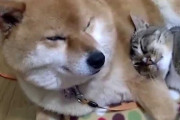 【わんにゃん動画】柴犬にしがみつくねこ【再】