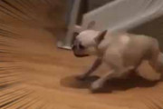 イヌが部屋の中を走り出す。障害物をよけて、ギュイィーン♪ → 犬はこうなる…