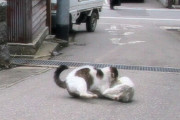 【ねこ】ﾌｧｲｯ【再】