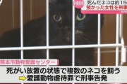 保護猫13匹を衰弱死させた熊本市の女、略式起訴
