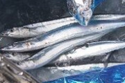 サンマ、食べられなくなる…北太平洋のサンマ漁、初水揚げも去年比僅か1％