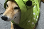 【画像多め】うちの柴犬は大人毛と夏毛になるのが重なったせいかカモメ眉毛が消えない…可愛いけどもwww