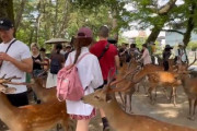 【奈良】証拠動画　中国人が歩きながら鹿(国の天然記念物)を蹴る殴るの暴行「まさに歩く観光公害」