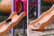 滑り台で遊ぶネコが目撃される