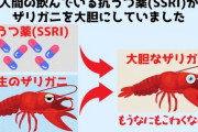 人間が飲んだ抗鬱剤が糞尿に紛れて川に流れる→ ザリガニがそれを飲む→ 恐れ知らずのザリガニ誕生へ