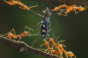 【悲報】カミキリムシ「わい甲虫で硬いし強靭な顎あるし強いンゴ」　蟻「・・・」