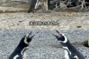 【悲報】ペンギン、帰宅したら妻の不倫現場に遭遇WWWIWWWIWWWIWWWIWWWIWWW