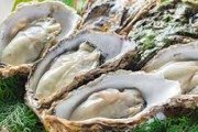 生食用牡蠣←信頼してええんか？