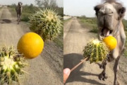 【動画】ラクダにレモンを食わせるイタズラがｗｗｗｗｗ（ノ∇`）