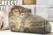 透明のケースに必死に入る猫　海外の反応