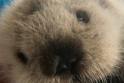 【動画】犬さん、ラッコに捕獲されてしまう・・・