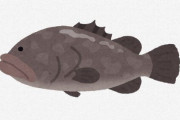 【美食】　世界で一番高い食用魚、サラサハタとかいう聞いたことない魚だった