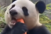 海外「ずっと観てられる！」パンダがニンジンをむしゃむしゃする映像が海外で話題に