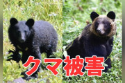 新聞配達中の７０代夫婦、クマに襲われ救急搬送…ともに顔面から出血　富山市