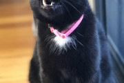 【わんにゃん画像】ピンク首輪のクロにゃん、肩乗りシャムにゃん、ツリーとねこ ほか