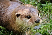 諸事情で山に建ってる家に住んでんだけど カワウソとかイノシシとかいてワロタ wwwwww