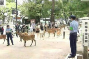【マスゴミ】東京新聞「高市早苗が『外国人が奈良公園のシカ暴行』突然の主張、日常的には確認されてないのにどうして？」 なる「去年から奈良県警も警備に当たるほどなんだが…」