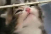 子ネコたちが「ケージ」の中にいた。だれか助けてぇ！ブンブンブン！ → かわいい１匹はこうなります…