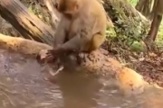 やめろやめろやめろー！絶対にお風呂に入りたくない子猿と絶対にお風呂に入れたい親猿。海外の反応
