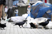 「人間のふるまいが翻弄」都心のカラス、２０年で３分の１以下に…