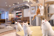 猫カフェの店員だけど質問ある？