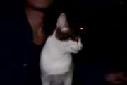 深夜の公園でクラブミュージック流してノリノリで踊ってたら猫がガン見してたｗｗｗ（※画像あり）