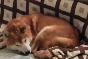 犬なのにこたつで丸くなってる