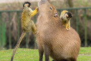 【朗報】カピバラさん、どんだけ上に乗っかられても怒らない