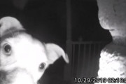 犬は真夜中に2度ベルを鳴らす。夜遊びが過ぎて締め出されてしまった犬の賢い行動がカメラに！（アメリカ）