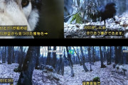 【画像】カラス「カアカアカアｗ」オオカミ「ふむ…ｗｗｗｗｗｗｗｗｗｗｗ」