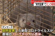 デンマーク首相「ミンク1000万匹殺処分しました?」法律「お前らにそんな権限ないぞ」