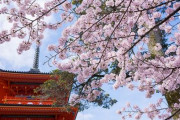 【衝撃】アメリカ人さん、「京都の桜が過去1200年で最も早く満開に」という報道に日本ヤバいと震える　→　納得しかない理由だったｗｗｗｗｗ