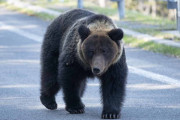 日本同様クマ被害が急増しているルーマニア、速やかに駆除できるようルール緩和「郊外や山間部に住む人々を守る」