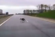 【動画】高速道路に犬が侵入 → 多重事故を起こしてしまう…