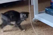 子ネコが紐に攻撃を仕掛ける。それは充電器のケーブルだった → 子猫、カウンターをくらう…