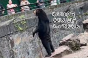 韓国人の反応「動物園　訪問客らから「クマの中に人が入っているのでは」という疑問が多数寄せられバレル・・・→いくら人気のためとは言え、、、やりすぎ・・・