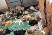 【衝撃画像】ヤバすぎる猫キチの家が多頭崩壊ｗｗｗｗｗｗｗｗ