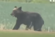 日本でクマが4人を襲う。海外の反応