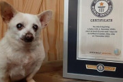 アメリカに暮らすチワワ犬さん、『世界最高齢の犬』としてキネス記録を更新！御年なんと・・・