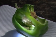 【謎すぎる…】ピーマンの中から『生きたカエル』が見つかる