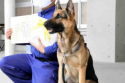 「かまってちゃん」警察犬、高齢者を20分で発見