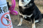 【朗報】イッヌ、立ち入り禁止を守る